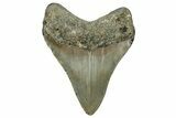 Fossil Megalodon Tooth - North Carolina #328263-1